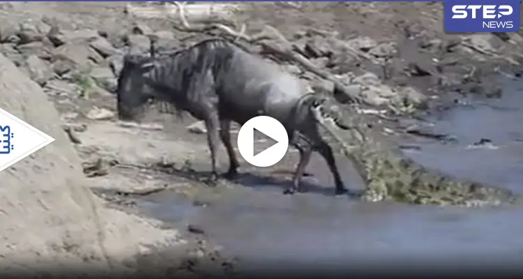 بالفيديو|| لحظة مذهلة لهرب حيوان بري من فكي تمساح قضمه من الخلف: أخبار
