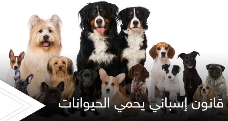 قانون إسباني لـ حماية الحيوانات وضمان الحضانة لها يضع شروطاً قاسية في حال طلاق أصحابها "ملزمان برعايتها": أخبار