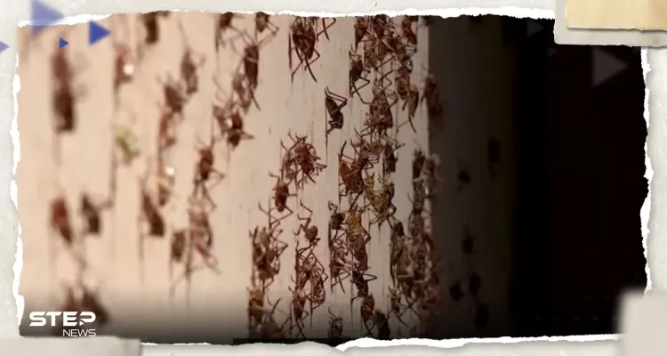 بالفيديو|| أسراب من الصراصير تغزو ولاية أمريكية.. وعلماء يكشفون السر : أخبار