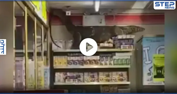 بالفيديو|| سحلية مرعبة بطول مترين تقتحم بقالة في تايلند وتتسلق الرفوف وتستقر في الأعلى: أخبار