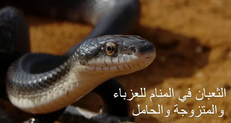 تفسير حلم الثعبان في المنام لابن سيرين ... احذر منه: أخبار