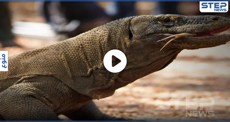 بالفيديو || مفاجآت جديدة لأمريكا.. "كائنات عملاقة" تغزو أجزاء من الولايات: أخبار