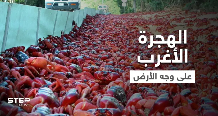 شاهد|| بأغرب هجرة غامضة على وجه الأرض.. ملايين "مصاصي الدماء" يجتاحون شوارع أستراليا ويحتلون أرصفتها ويرعبون سياحها (فيديو): أخبار