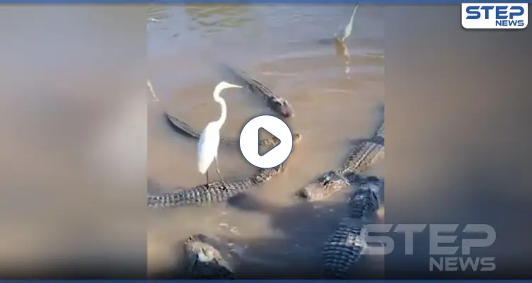 بالفيديو|| ليس الجدي وحده يلعب بعقل التيس .. فـ طائر الزرقي بات يقود تمساحاً!: أخبار