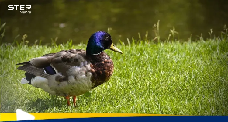 إنفلونزا الطيور تُغلق حدائق أوروبية شهيرة وتثير الذعر بين السكان: أخبار