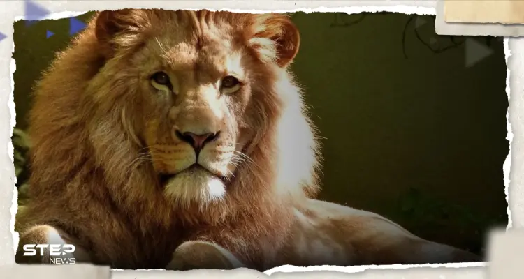 بالفيديو|| أسد يثير الرعب بعد هروبه من السيرك وتجوّله في شوارع مدينة إيطالية: أخبار