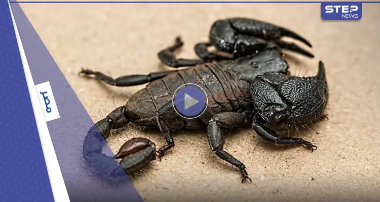 شاهد|| مصر تشهد خروج العقرب الأكثر فتكاً على وجه على الأرض والذي تجاوز سعر سمه 39 مليون دولار (فيديو وصور): أخبار