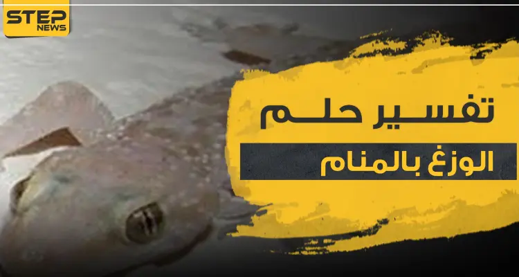 تفسير حلم الوزغ في المنام بجميع دلالاته وحسب ألونه: أخبار