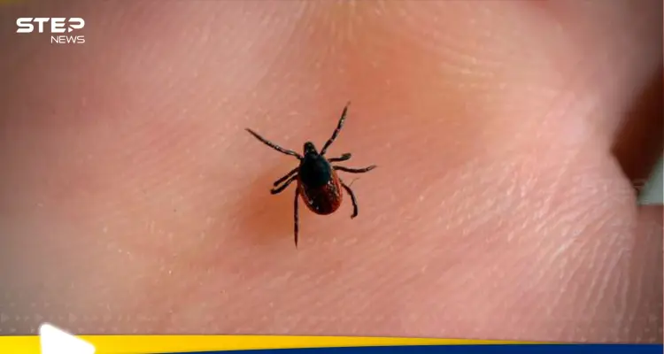 إسطنبول في مرمى "هجوم صامت".. حشرة خطيرة تهدد الصحة العامة: أخبار