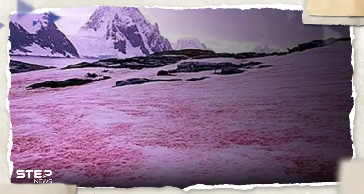 شاهد|| "الثلج الوردي".. سكان ولاية أمريكية يشهدون ظاهرة غريبة وعلماء يفسرونها: أخبار