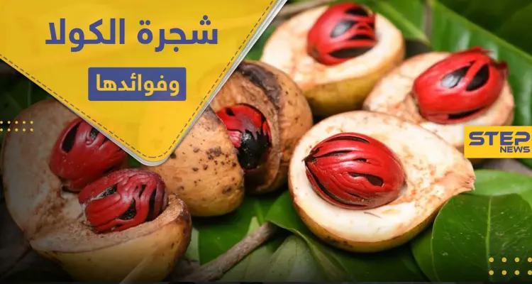 شجرة الكولا المعمرة .. وفوائدها الصحية والعلاجية: أخبار