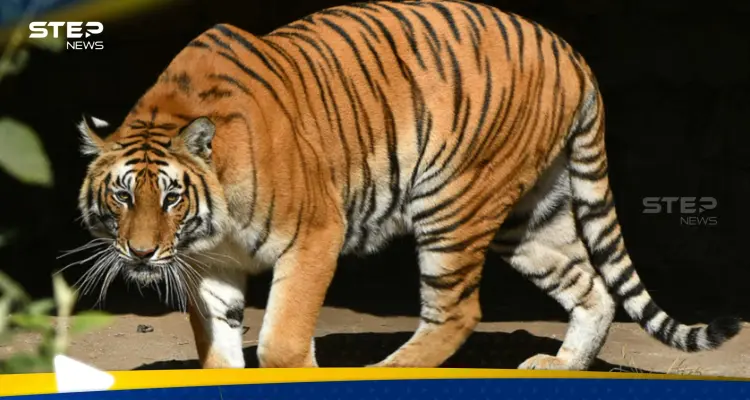 إغلاق حديقة حيوانات في باكستان بعد هجوم النمر الغامض.. حذاء في فمه كشف "الحادث المروع": أخبار