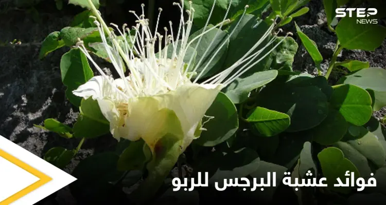 حقيقة فوائد عشبة البرجس للربو ومحاذير استخدامها: أخبار