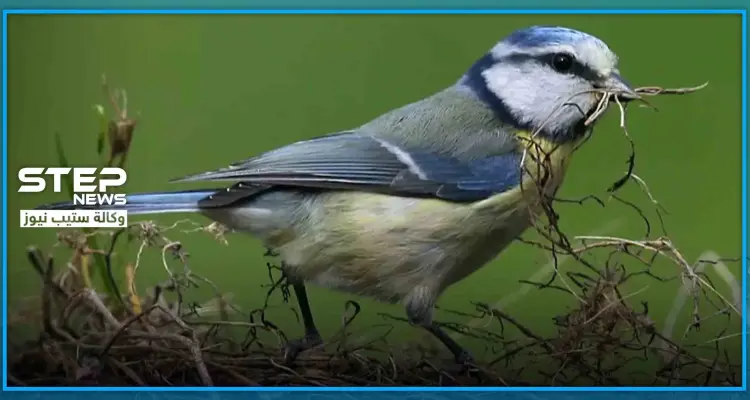 ليس كورونا لكنه قاتل.. مرض خطير يفتك بآلاف الطيور في ألمانيا: أخبار