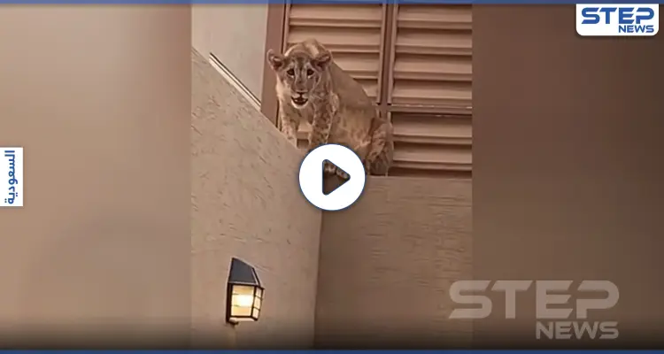 بالفيديو|| مفاجئة غريبة.. أسد في منزل عائلة سعودية على بعد أمتار من "أضحيتهم" وهكذا ردت السلطات: أخبار