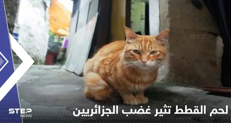 غضب جزائري على وسائل التواصل بعد بيع جزارين لحم القطط على أنها أرانب!: أخبار