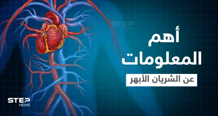 الشريان الأبهر أكبر شريان في الجسم أسباب ضعفه وطرق التخلص من الألم إليك أهم المعلومات: أخبار