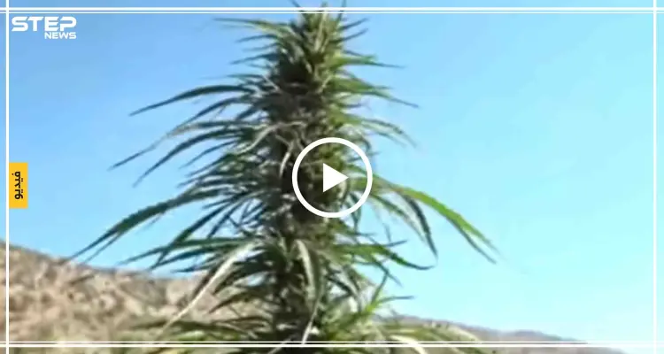 شاهد بالفيديو || تاجر حشيش لبناني يُطالب الحكومة بفتح المعابر لتصدير الحشيش ويقول "افتحوا المعابر بدنا نطعمي ولادنا مال حلال": أخبار