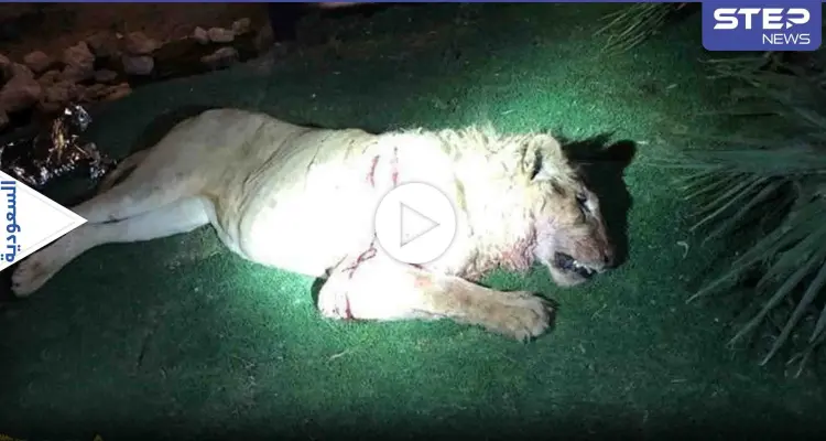 هاشتاغ "أسد يقتل شاب" يتصدر الترند في السعودية.. بعد قيام المفترس بإنهاء حياة صاحبه (فيديو): أخبار