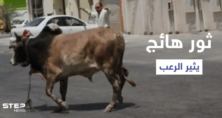 شاهد|| ثور هائج بشوارع تبوك يثير ذعر المارة وعجل يقتحم طريق عام ويتسبب بوقوع حادث مؤلم: أخبار
