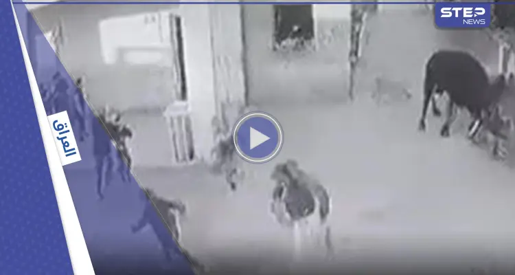 بالفيديو|| غضب في العراق بعد اقتحام ثور هائج لمدرسة ابتدائية في البصرة وتسببه بإصابات بين الطلاب: أخبار