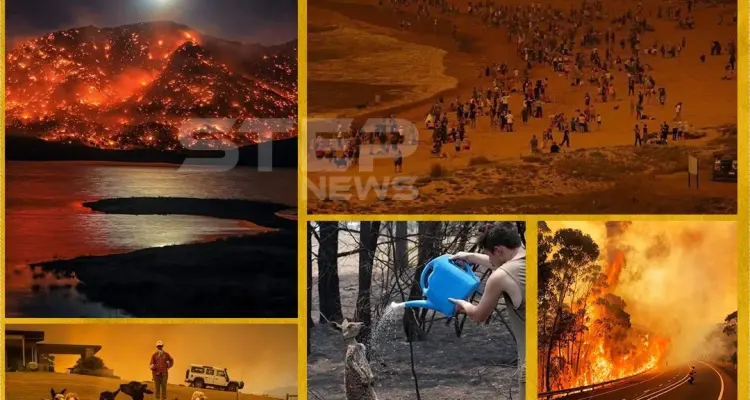 حرائق غابات استراليا: أخبار