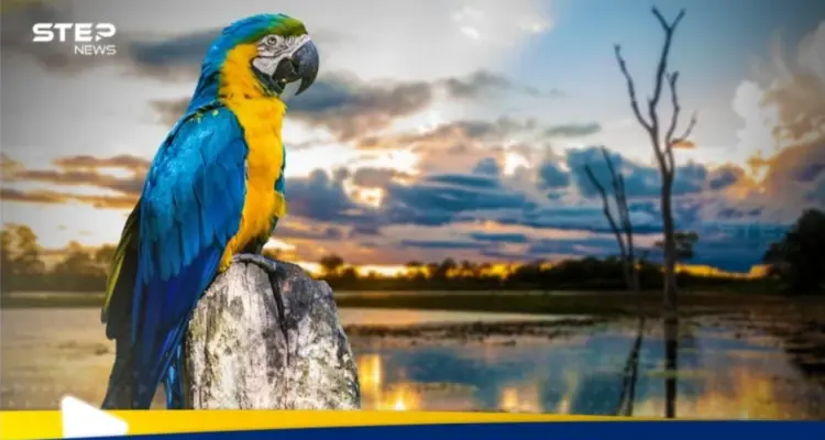 شروط الحصول على الجنسية البرازيلية وطريقة التقديم: أخبار