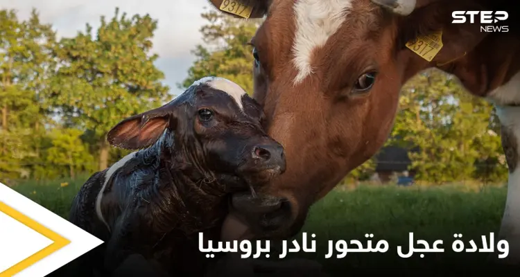 شاهد|| ولادة عجل متحور نادر في روسيا.. له رأسين وجسم خنزير: أخبار