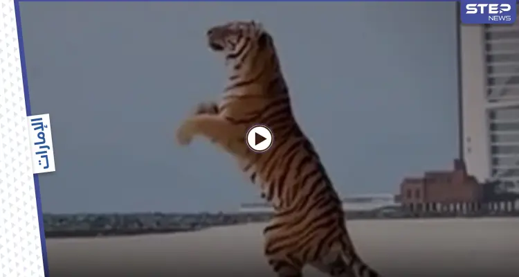 بالفيديو|| نمر بري يشارك في حفل الكشف عن جنس المولود في دبي ويثير الجدل: أخبار