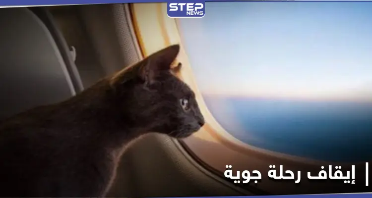 قطة "متطفلة" تجبر طاقم طائرة عربية على استقطاع رحلتهم والهبوط في العاصمة السودانية: أخبار