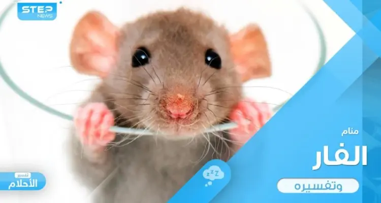 رؤية الفأر في المنام ذو اللون الأبيض والأسود باختلاف أحو ودلالته عند المعبرين: أخبار