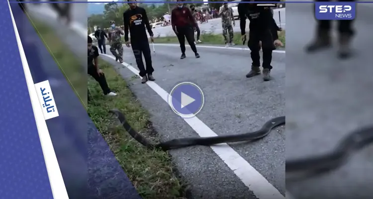 بالفيديو|| ثعبان ضخم يشل حركة السيارات في طريق سريع بتايلاند ويهاجم كل من يقترب منه ويثير ذعر المارة: أخبار