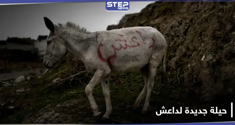 بالحمار المفخخ.. حيلة جديدة يتبعها داعش في عملياته: أخبار