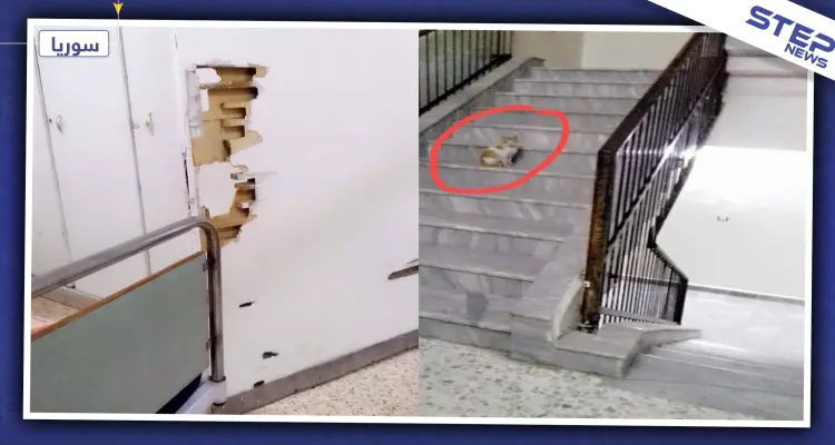 "مشفى حماة نموذج للانسجام بين المرضى والحيوانات".. ماذا عن سوء المعاملة والرشاوي!: أخبار