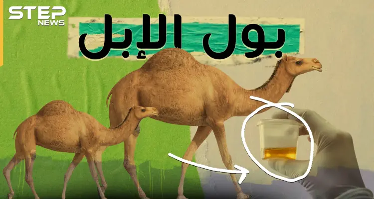 بول البعير ..اتفاق بين سنة وشيعة وتزكية من ابن سينا..ماذا تفعل رشفة من هذا البول!؟: أخبار