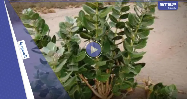 بالفيديو|| شجرة خطيرة في السعودية تصيب كل من يقترب منها بالعمى.. وطبيب يكشف مخاطرها ويحذر: أخبار