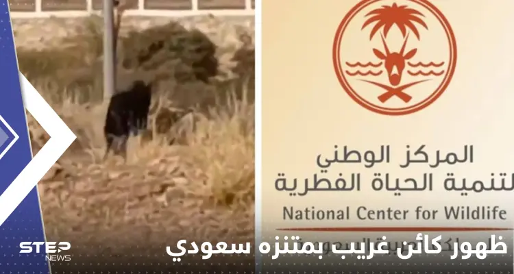 شاهد|| الحياة الفطرية تعلق على ظهور كائن غريب أسود بمتنزه جنوب السعودية: أخبار