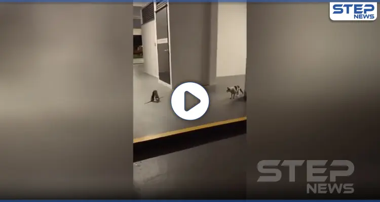 بالفيديو || معركة حاسمة بين فأرين بجانب قطة.. شاهد ماذا فعلت: أخبار