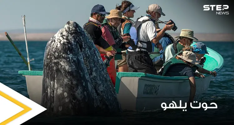 بالصور|| حوت ضخم يمرح مع مجموعة مراقبين ويظهر خلفهم وهم يبحثون عنه بالاتجاه المعاكس: أخبار