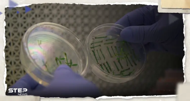 "دون بويضات أو حيوانات منوية".. علماء ينجحون في إنشاء أول نموذج شبيه بالأجنة البشرية (فيديو): أخبار