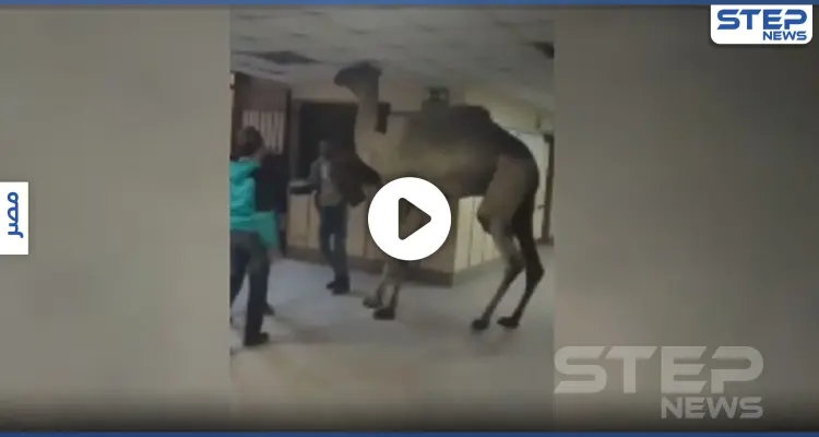 بالفيديو|| اقتحام جمل لمستشفى في مصر يثير ضجة.. والذبح لثورٍ هائج حطم السيارات بشوارع السعودية: أخبار