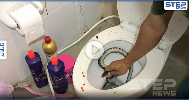 بالفيديو|| أفعى تفاجئ رجل وتلسعه بمكان حساس خلال استعماله الحمام: أخبار