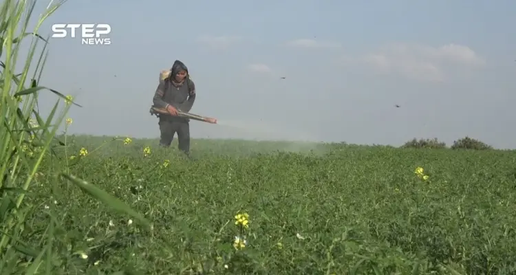 سوء الأحوال الجوية تتسبب بأمراض كارثية في الزراعات البعلية بريف حماة: أخبار