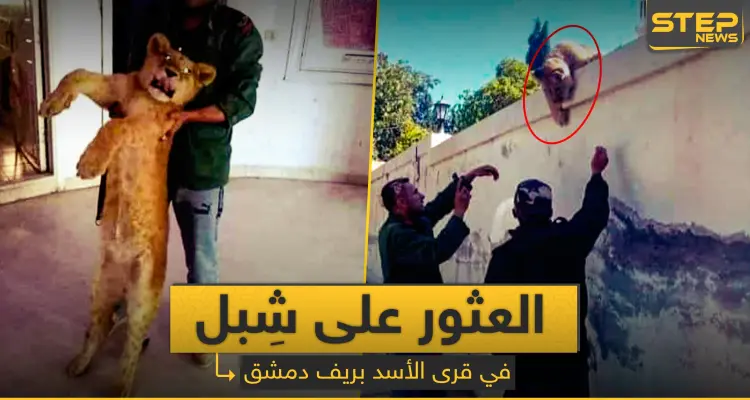 شبل أسد يتجول بدمشق.. ماذا حل به بعد تسليمه للشرطة (صورة): أخبار