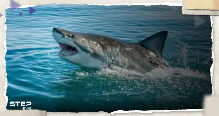 روسيات يكشفنَ تفاصيل هجوم القرش القاتل على السائح الروسي وتصرف فرق الإنقاذ: أخبار