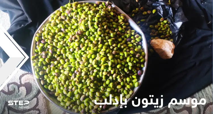 موسم زيتون إدلب.. ارتفاع خيالي في الأسعار لأسباب عدة يكشف عنها المزارعون (شاهد): أخبار