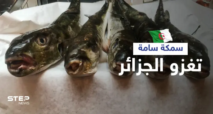 سمكة الأرنب السامة تغزو سواحل الجزائر والسلطات تحذر سم واحدة منها يقتل 100 شخص (صور): أخبار