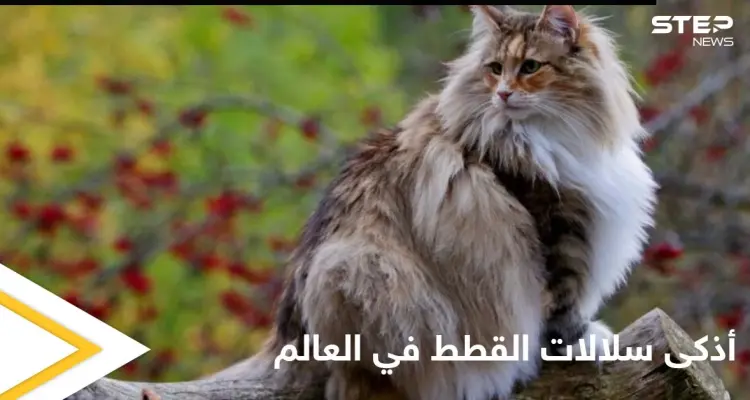 شاهد|| أذكى سلالات القطط في العالم وأندرها وأهم المواصفات التي تميزها: أخبار