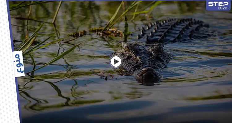 تمساح متوحش يبلغ طوله 5 أمتار يقفز من الماء إلى قارب لمحاولة إفتراس 4 صيادين (فيديو وصور): أخبار