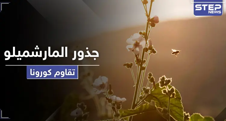 عشبة جذور المارشميلو تخفف من الأعراض الخطرة لفيروس كورونا.. تعرف إليها: أخبار